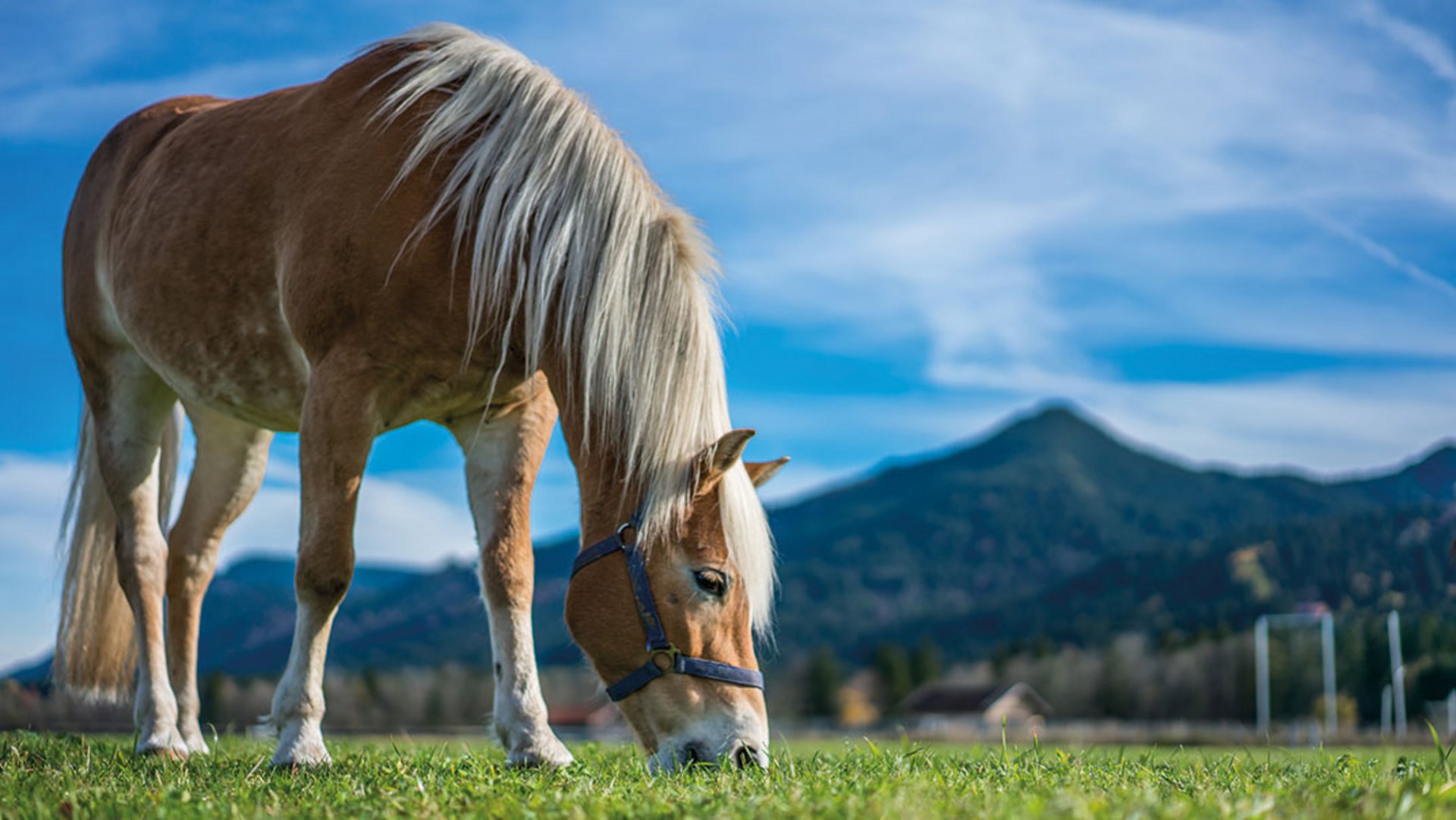 Auf einer Wiese steht ein hellbraunes Pferd mit heller Mähne, ein Haflinger, und grast bei Sonnenschein und blauem Himmel, GREEN HYPE Pferdeweide 303.
