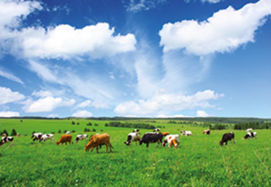 Auf der Grünlandfläche eines Ökologischen Betriebes grasen Schwarzbunte Kühe und Fleischrinder.