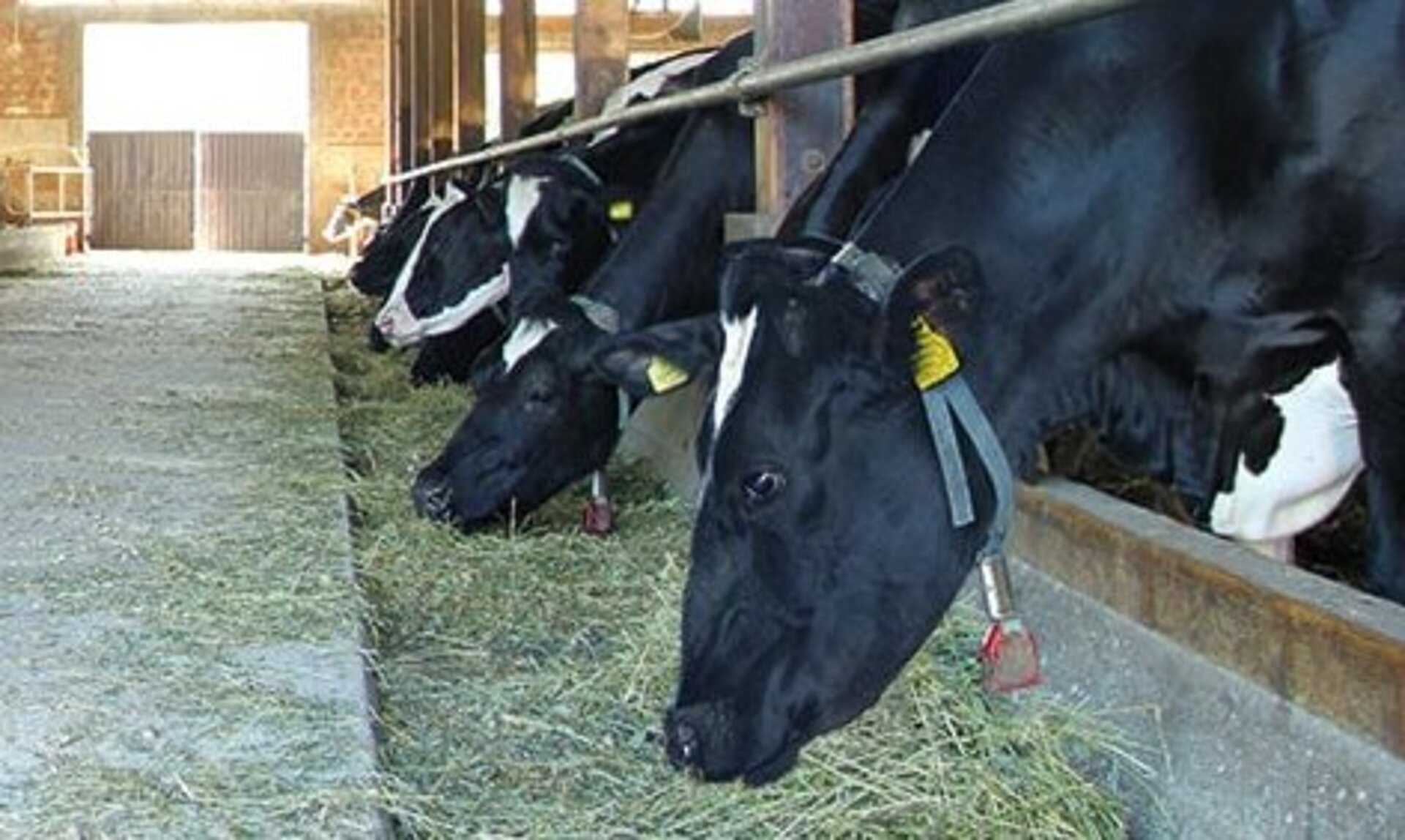 In einem Stall fressen schwarzbunte Kühe entlang der Stallgasse Heu aus der Ackerfuttermischung FixFutter Nr.2.
