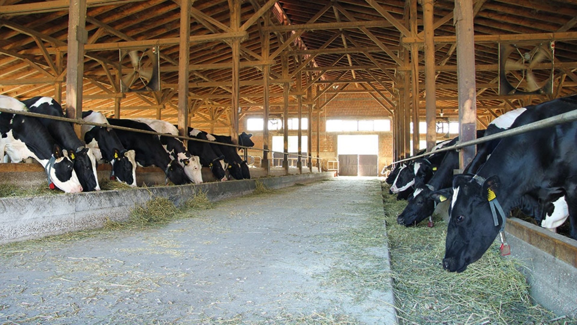 Schwarzbunte Kühe stehen in einem Stall und fressen Heu entlang der Stallgasse