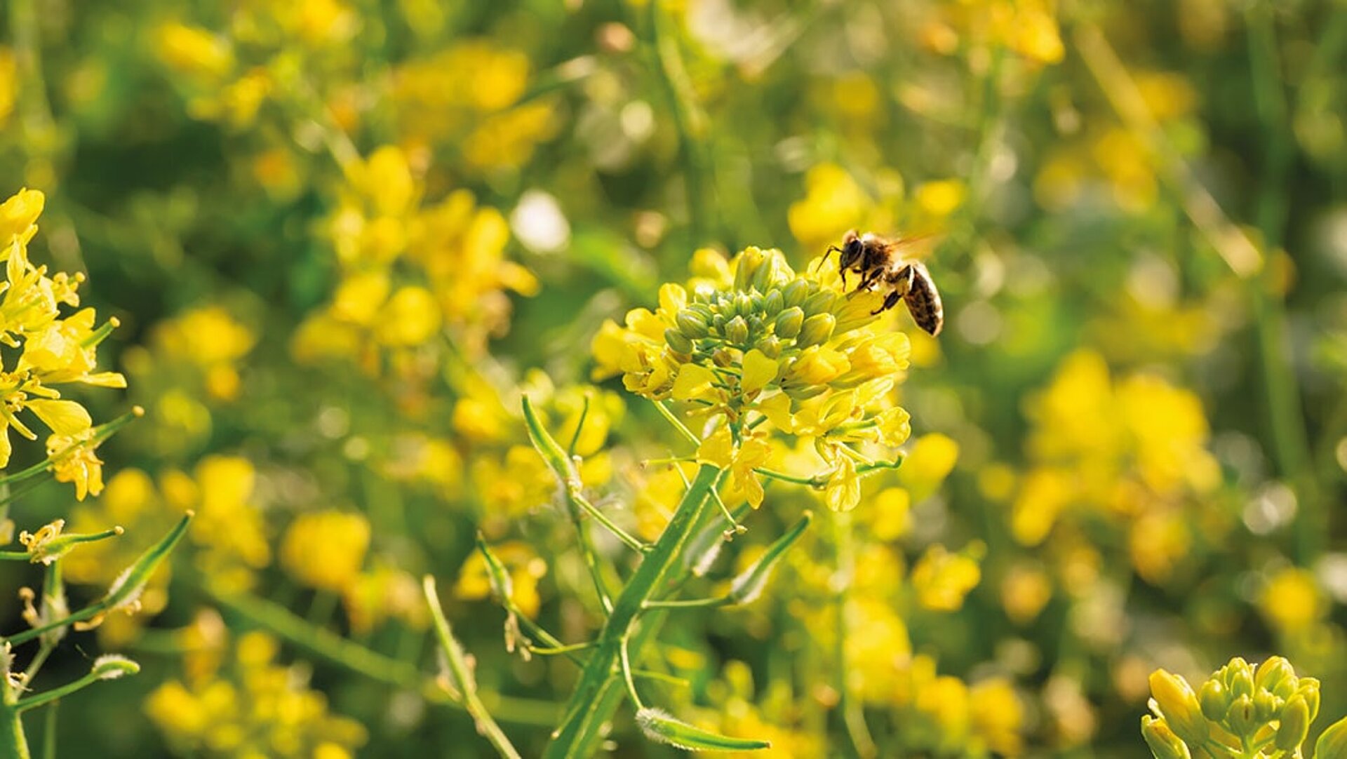 In einem gelb blühenden Senf Feld im Zwischenfruchtanbau sitzt eine Biene an einer Einzelpflanze und saugt am Nektar.