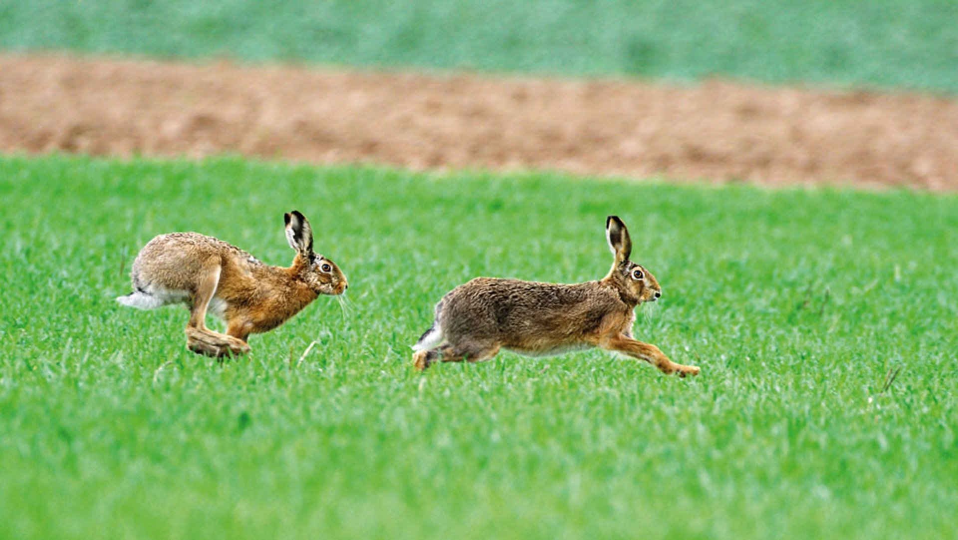 Ein Hase, Niederwild, läuft schnell über eine grüne Wiese, sein Fell ist braun bis hellbraun und er hat schwarz-weiße Ohren.