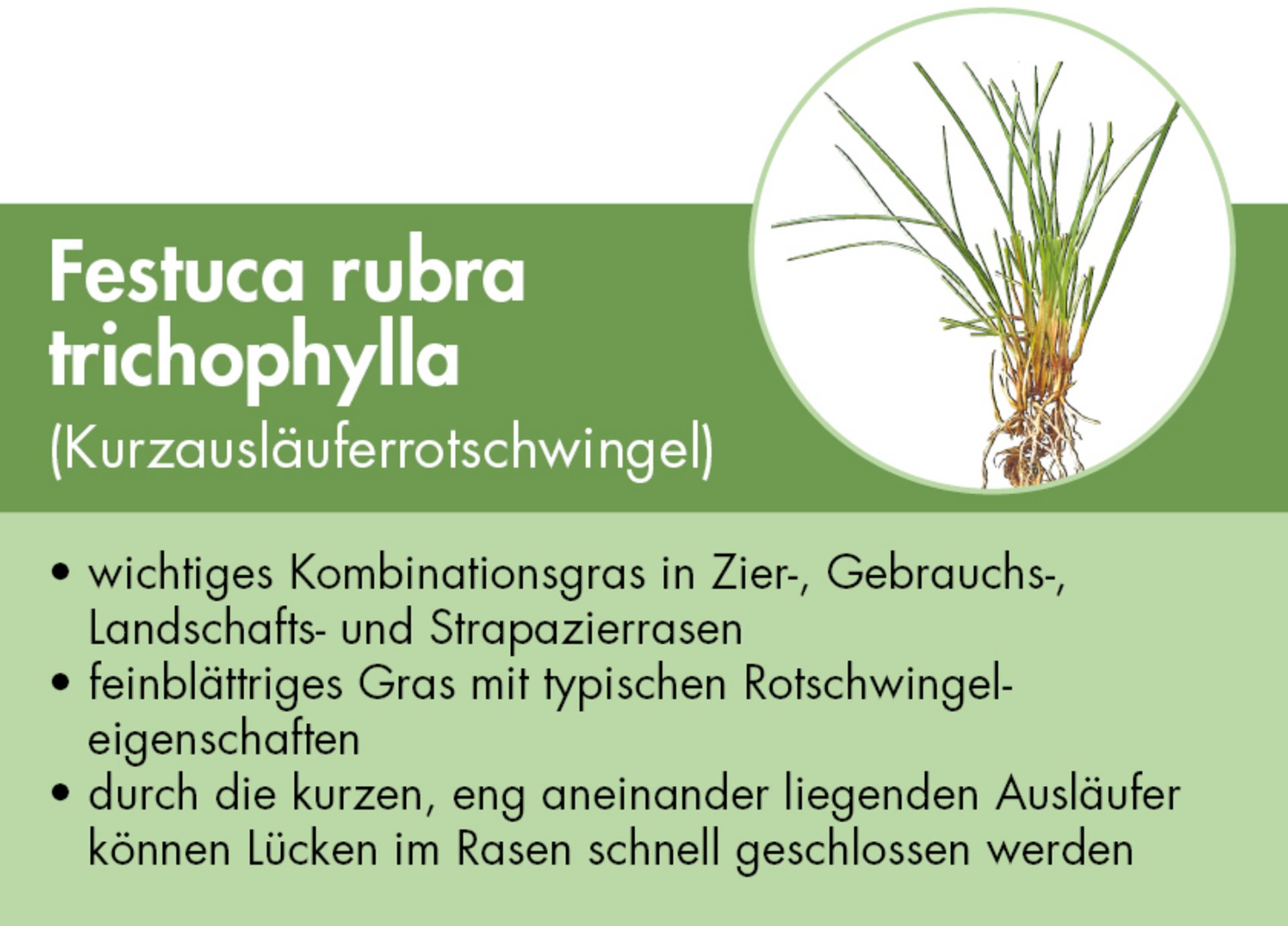 Festuca rubra trichophylla - Kurzausläuferrotschwingel