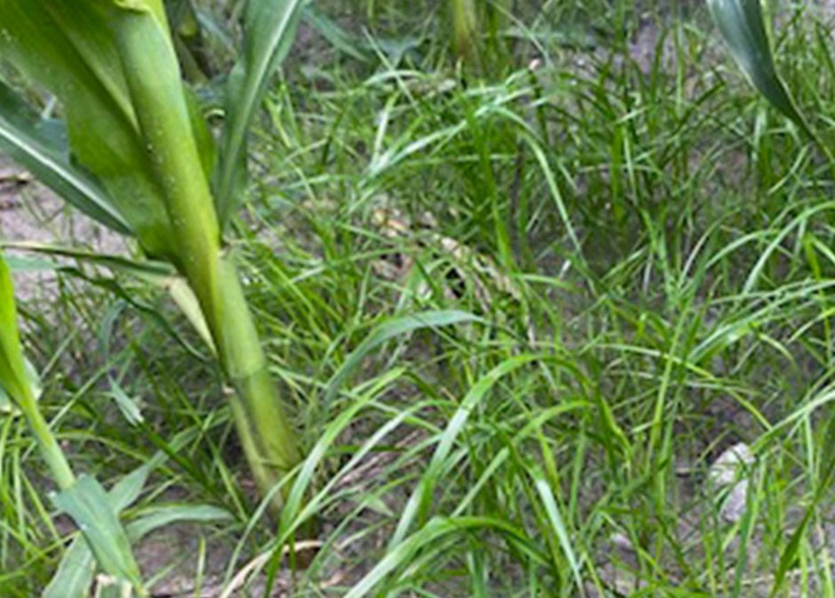 Eine grüne Untersaat in einem Maisbestand, bei der man den sandigen Boden sieht.