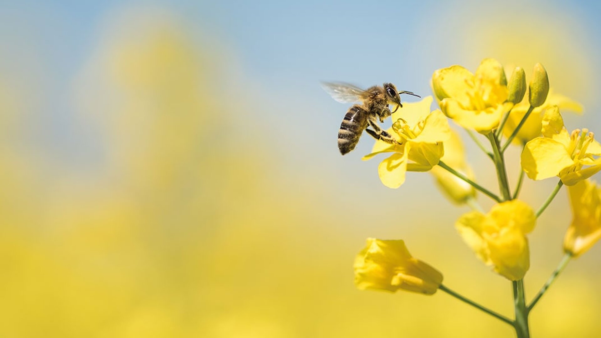 Auf einer gelb blühenden Senfpflanze sitzt eine Biene und saugt am Nektar.