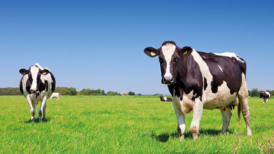 Auf einer Grünlandfläche stehen schwarzbunte Kühe