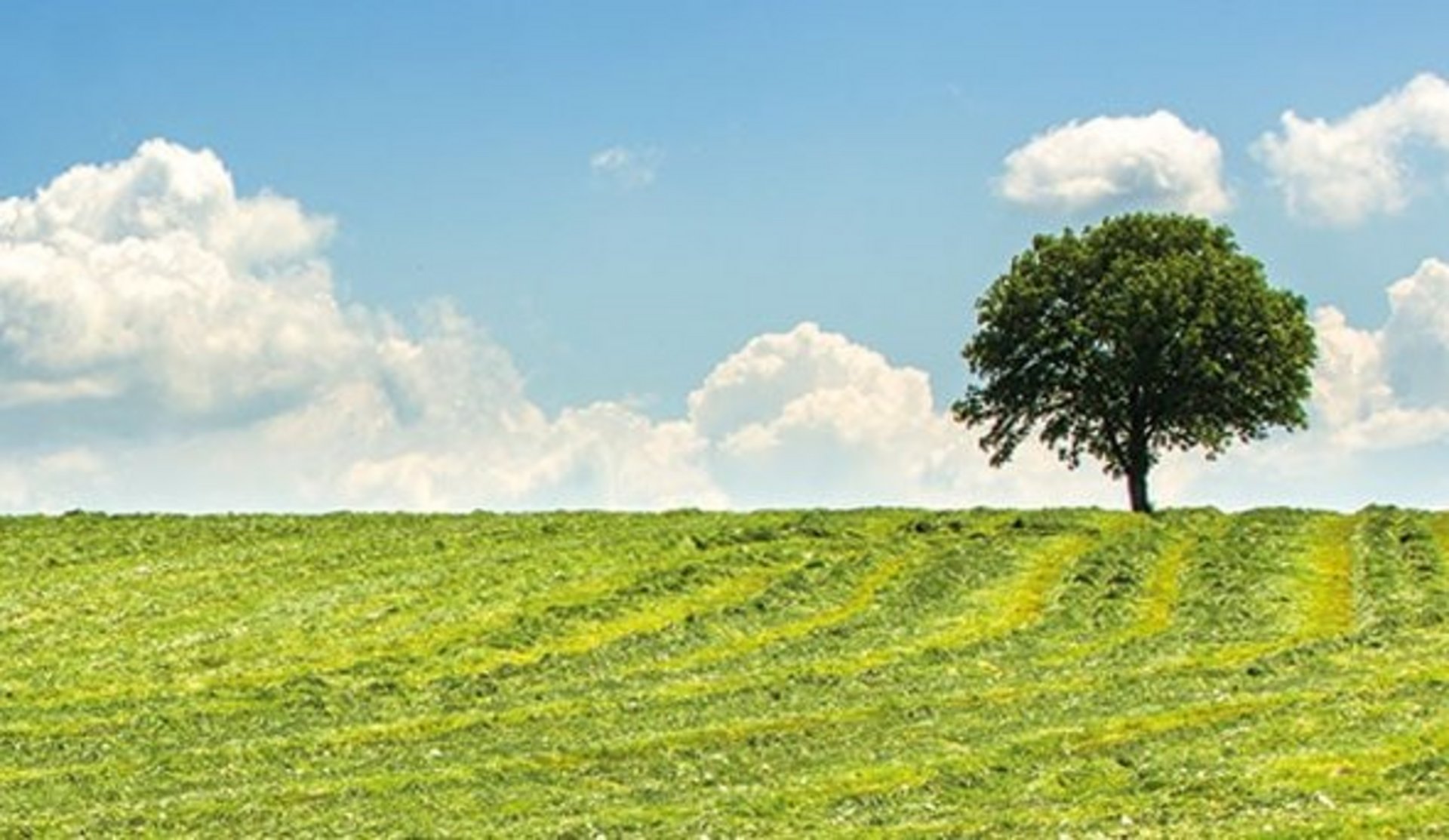 Eine im Sommer gemähte Grünlandfläche, auf der ein einzelner Baum steht und im Hintergrund blauer Himmel und Quellwolken zu sehen sind, Weidemax Standard GIIO, Normale Lagen.