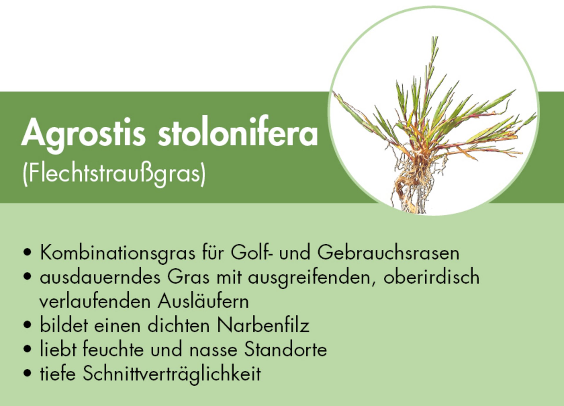 Agrostis stolonifera - Flechtstraußgras