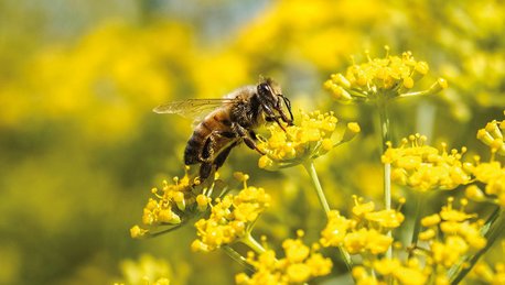 Gelb blühender Fenchel mit Biene, AUM Mischung Baden-Württemberg FAKT Einjährige Blühmischung M2