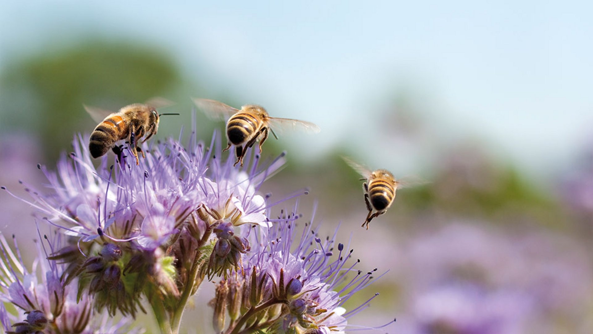 Über einer lila blühenden Phacelia Blüte schweben drei Bienen auf der Suche nach Nektar, bei Sonnenschein und blauem Himmel