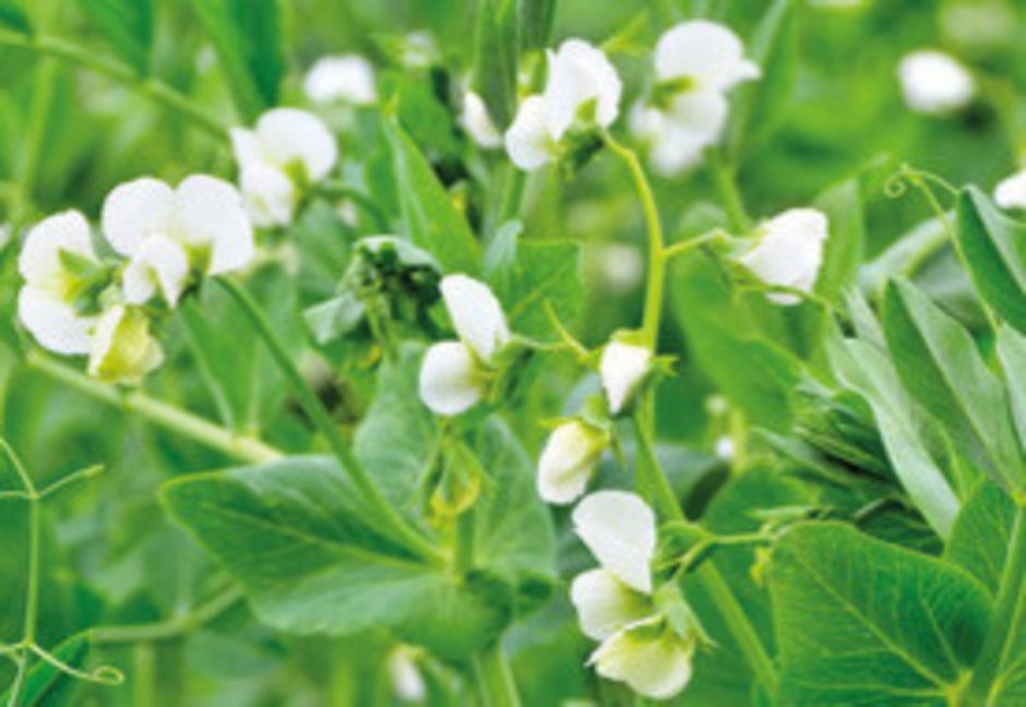 Weiß blühende Körnererbse mit grünen Blättern