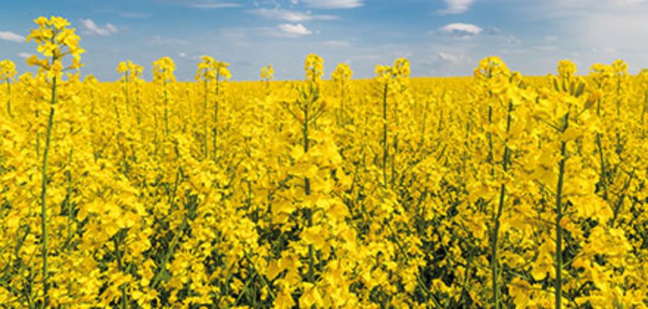 Gelb blühendes Rapsfeld unter blauem Himmel – Rapssaat von Stroetmann Saat