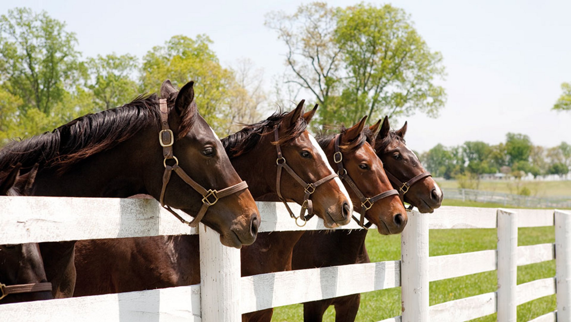 Vier dunkelbraune, Zaumzeug tragende Pferde stehen auf einer eingezäunten Wiese und schauen über den weißen Holzzaun hinweg, GREEN HYPE Pferdeweide 302.