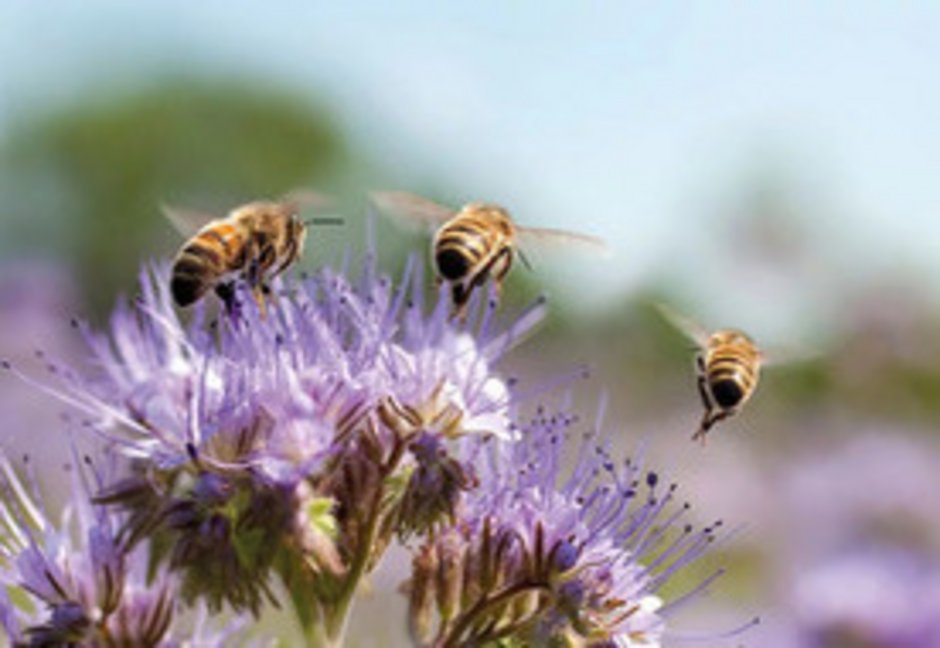 Lila blühende Phacelia Pflanze über der drei Bienen fliegen