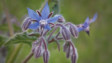 Blau blühende Borretsch Pflanze, AUM Rheinland-Pfalz MEKA III Mischung 1