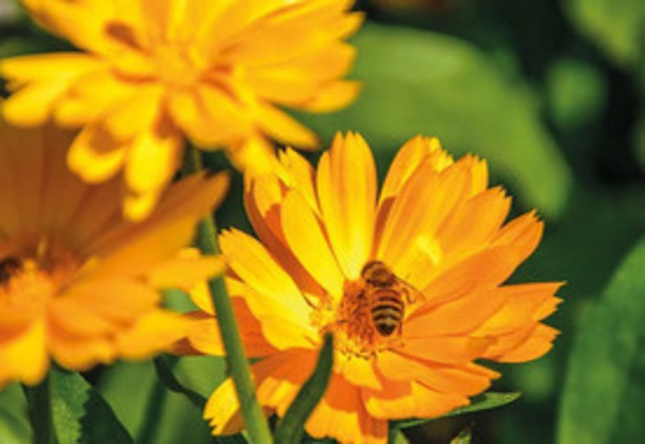 Orange blühende Ringelblume mit Bienen am Pollen