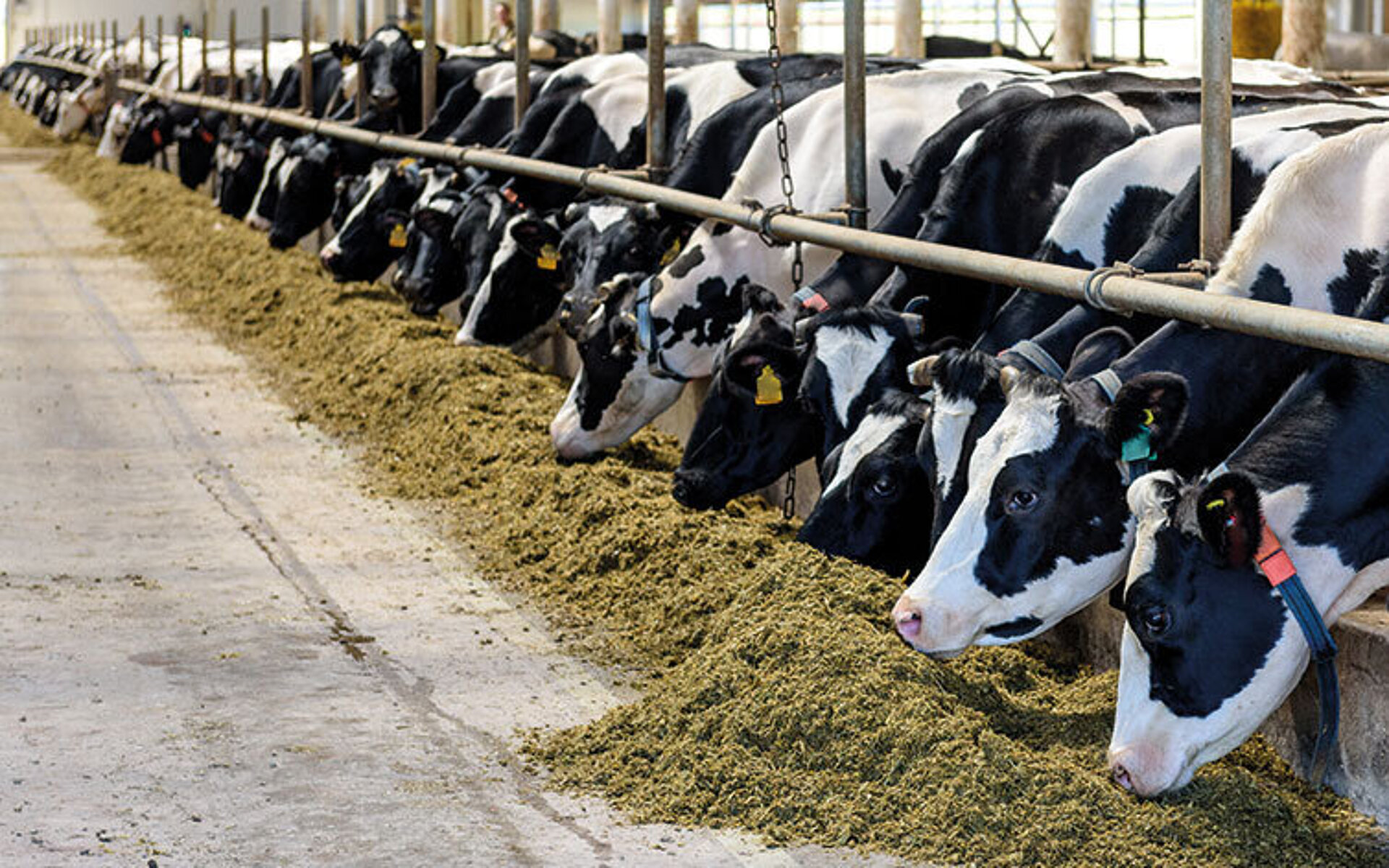 In einem Stall fressen schwarzbunte Kühe entlang der Stallgasse Silage aus der Ackerfuttermischung FixFutter A1.