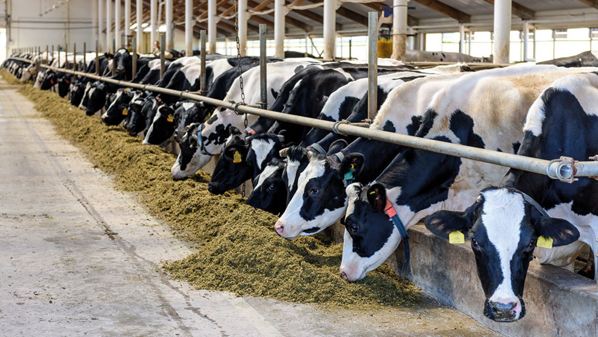 Schwarzbunte Kühe stehen in einem Stall und fressen Silage entlang der Stallgasse
