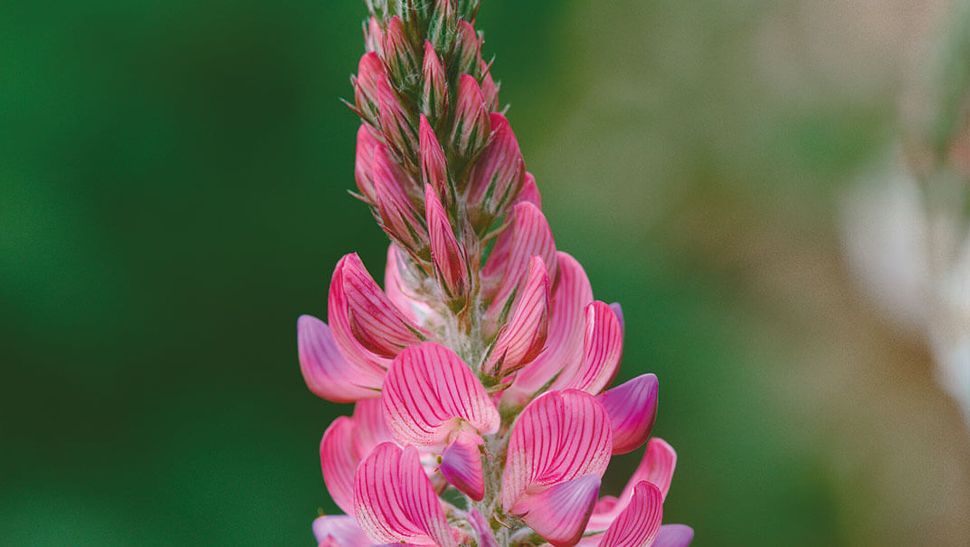Eine Einzelpflanze von Esparsette in ihrer pinken Blüte, Zwischenfrucht.
