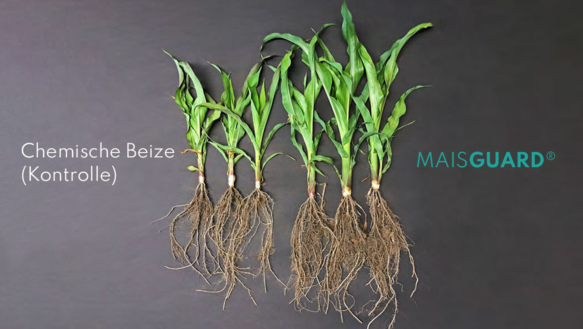 Das Wurzelwachstum von Maispflanzen wird verglichen zwischen der Chemischen Beize und MAISGUARD®.
