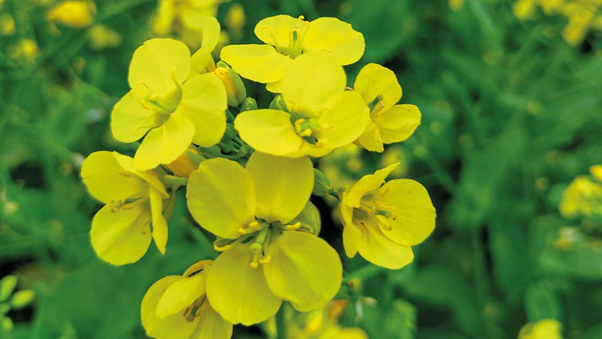 In einem gelb blühenden Senf Feld ist eine Senfpflanze im Fokus.