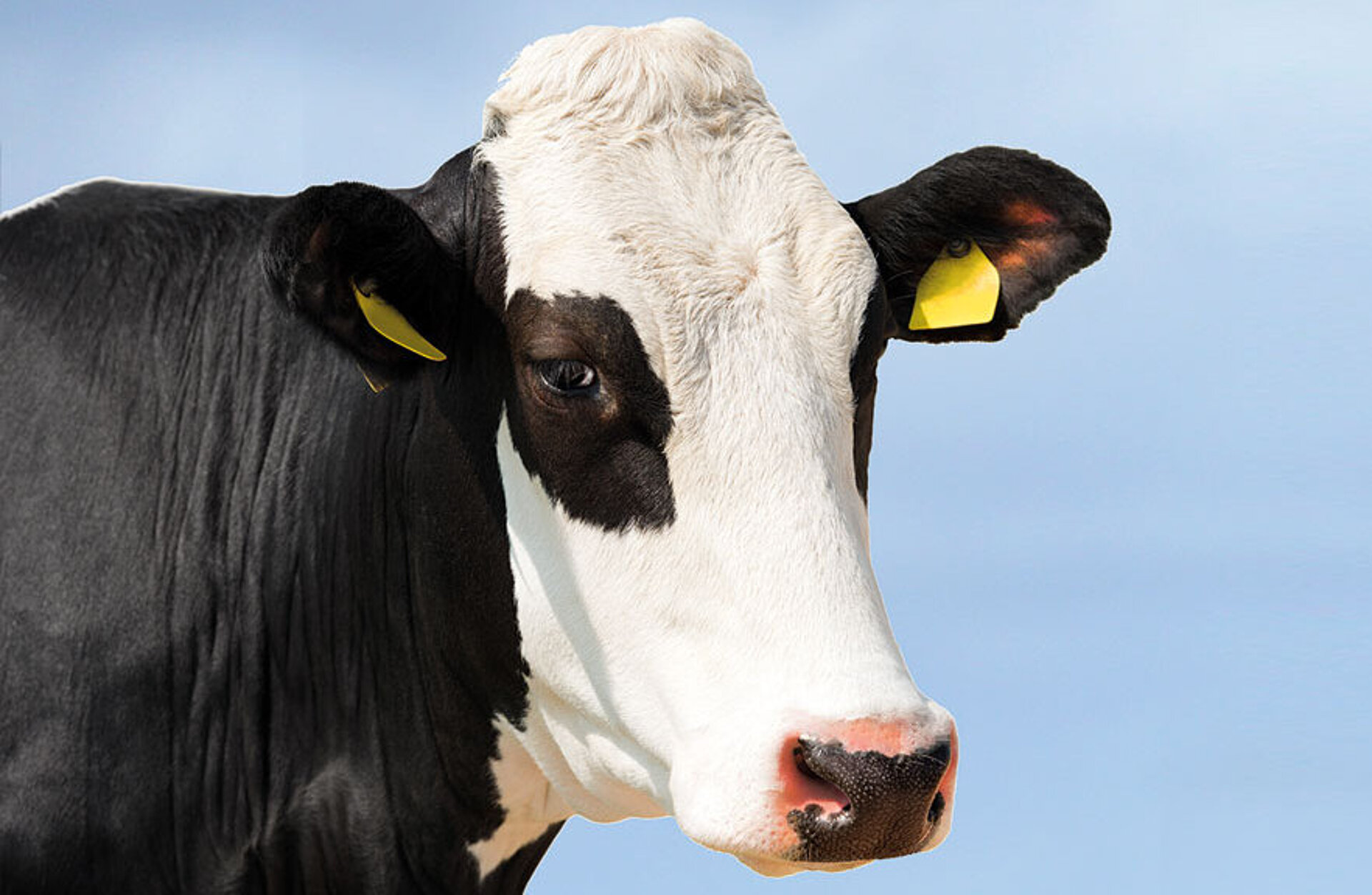 Eine schwarzbunte Kuh steht vor einem blauen Hintergrund, FixFutter Nr.1.