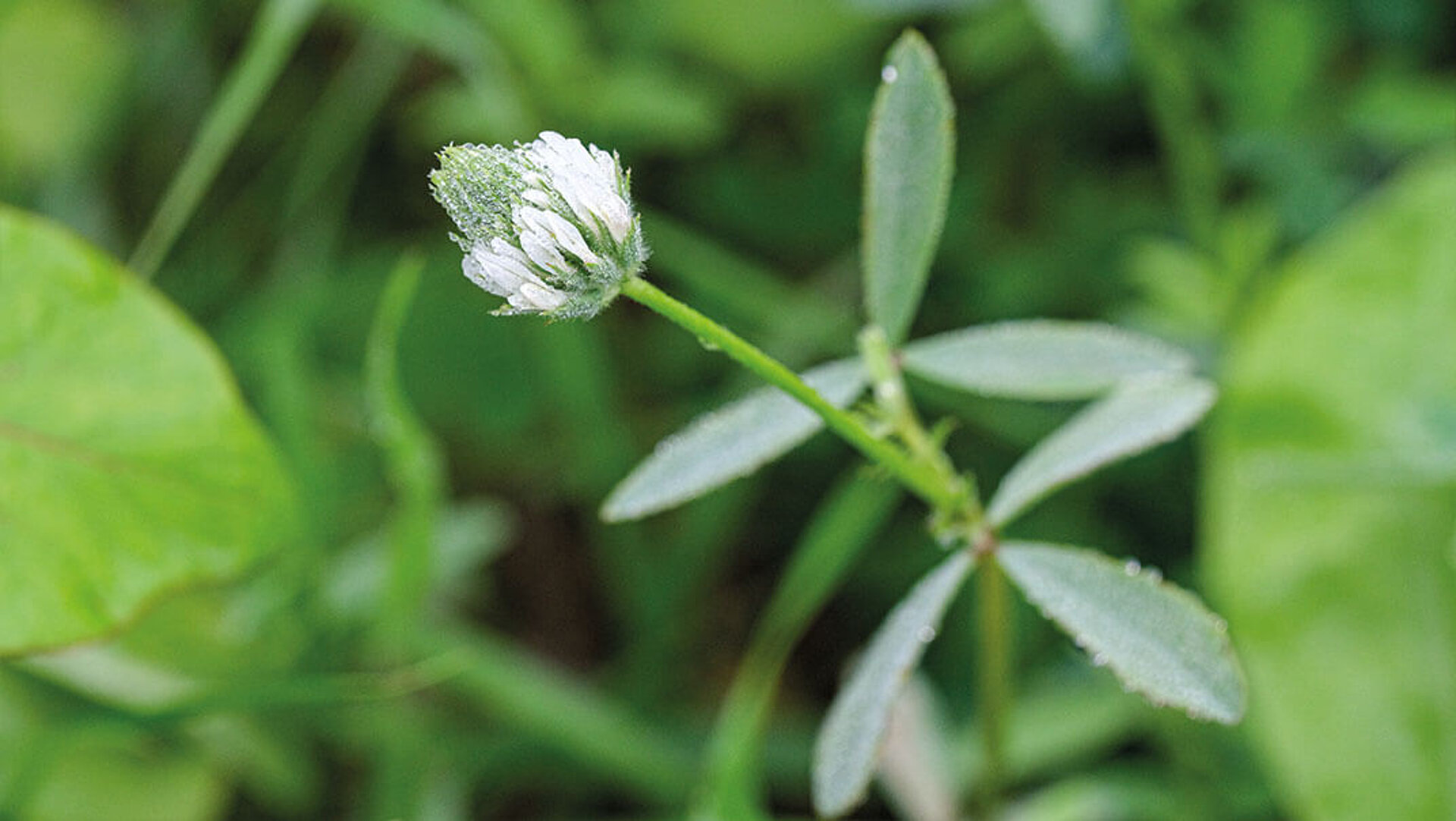 Im Fokus des Bildes steht eine Einzelpflanze – Sparriger Klee- mit weißer Blüte.