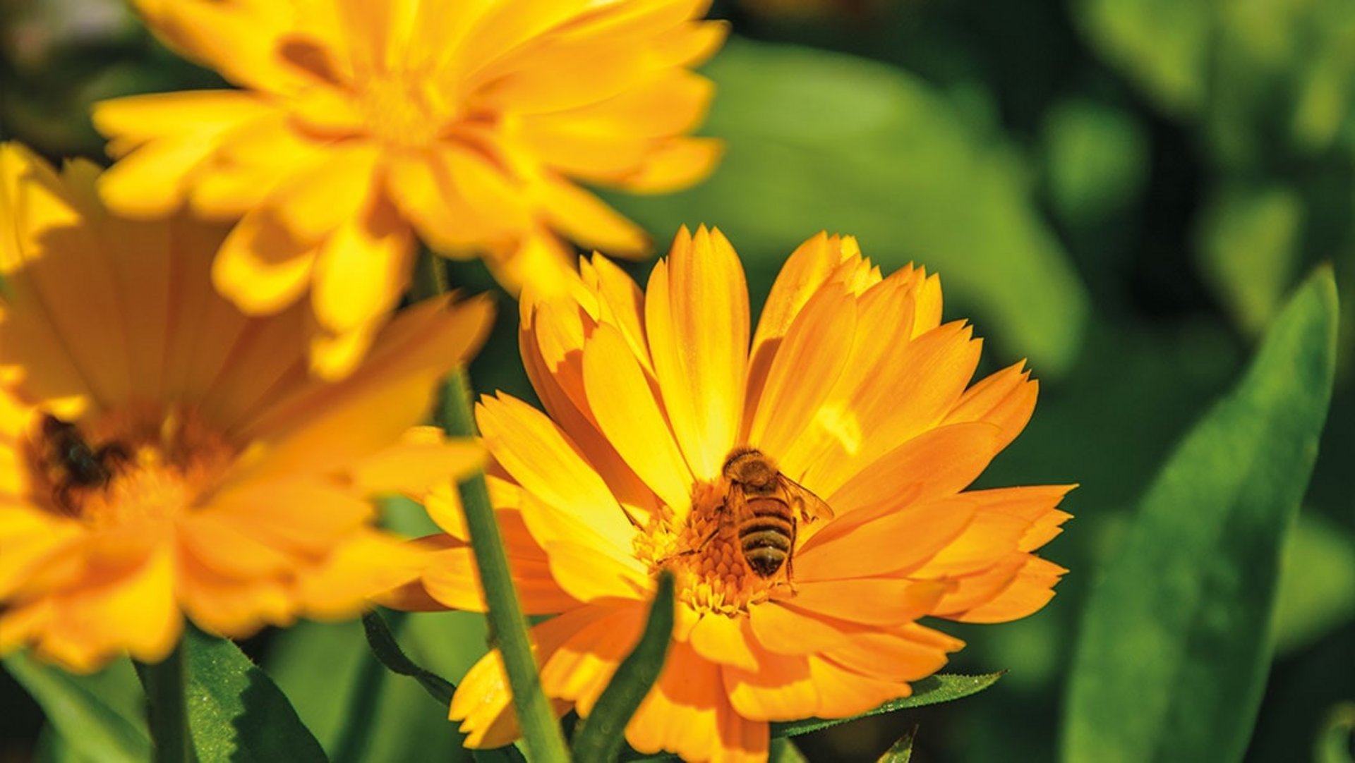 Auf einer grünen Wiese blühen drei orange Ringelblumen, auf ihren Blüte sitzten Bienen und holen sich den Pollen oder Nektar.