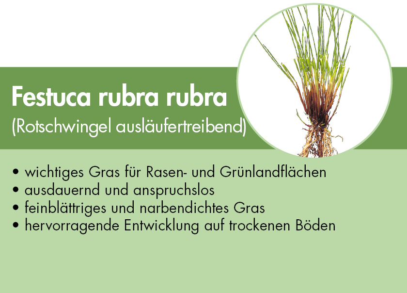 Festuca rubra rubra - Rotschwingel ausläufertreibend