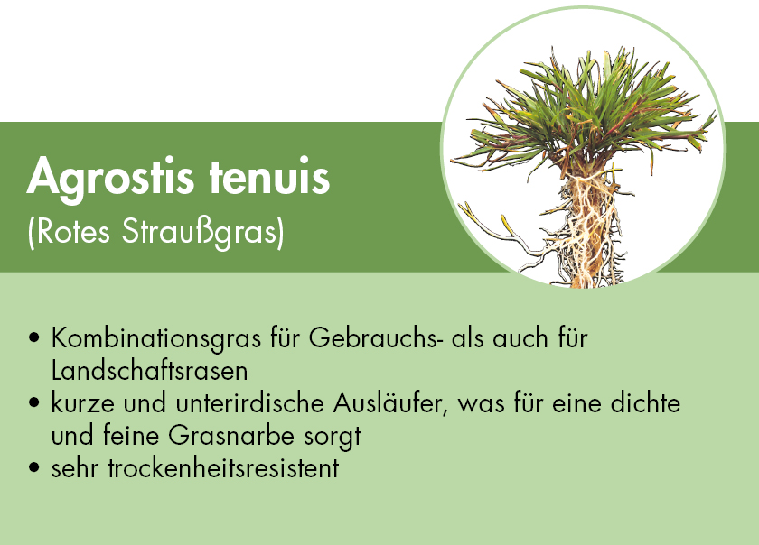 Festuca tenuis - Rotes Straußgras