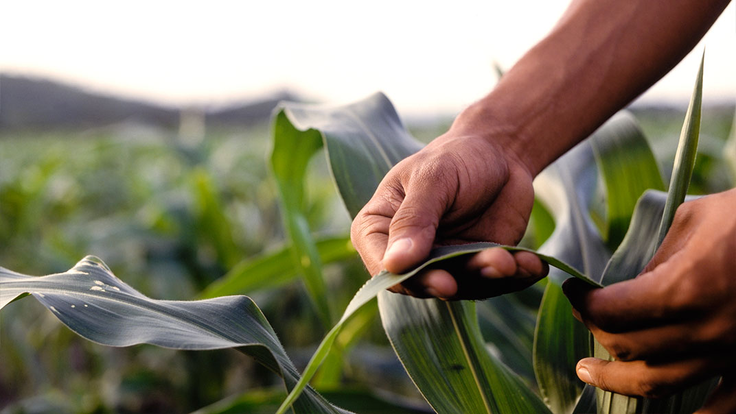 Ein Vertriebsmitarbeiter der Firma L. Stroetmann Saat kontrolliert, prüft ein grünes Maisblatt, in dem er es in seinen Händen biegt.