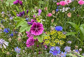 Ein bunt blühender Blühstreifen von L.Stroetmann Saat, der in den Farben blau, lila, gelb und weiß blüht und aus den Arten Malve, Borretch, Kornblume, Klee, Phacelia, Dill und Sonnenblume zusammengesetzt ist, fokusiert die Sonnenblume ohne Blüte