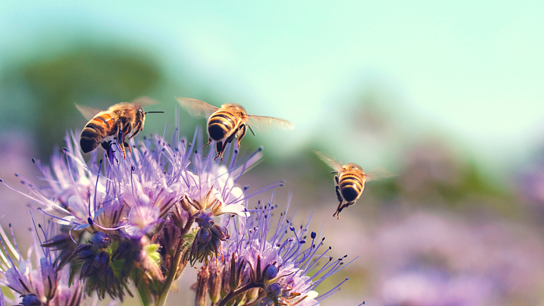 Bienen auf Phacelia 