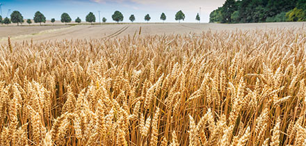 Reifer Weizenbestand kurz vor der Ernte – Getreidesaaten von L. Stroetmann